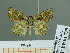  (Carcharodus dravira - HESP-EB 01738)  @13 [ ] Copyright (2010) Ernst Brockmann Research Collection of Ernst Brockmann