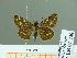  ( - HESP-EB 01740)  @12 [ ] Copyright (2010) Ernst Brockmann Research Collection of Ernst Brockmann