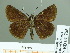  (Erynnis pathan - HESP-EB 01755)  @11 [ ] Copyright (2010) Ernst Brockmann Research Collection of Ernst Brockmann