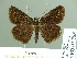  ( - HESP-EB 01755)  @11 [ ] Copyright (2010) Ernst Brockmann Research Collection of Ernst Brockmann