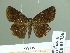  ( - HESP-EB 01756)  @11 [ ] Copyright (2010) Ernst Brockmann Research Collection of Ernst Brockmann
