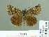  (Erynnis max - HESP-EB 01759)  @11 [ ] Copyright (2010) Ernst Brockmann Research Collection of Ernst Brockmann