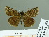  ( - HESP-EB 01760)  @11 [ ] Copyright (2010) Ernst Brockmann Research Collection of Ernst Brockmann
