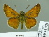  (Hesperia dimila - HESP-EB 01770)  @14 [ ] Copyright (2010) Ernst Brockmann Research Collection of Ernst Brockmann