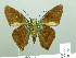  (Chrysoplectrum sp - HESP-EB 01883)  @14 [ ] Copyright (2010) Ernst Brockmann Research Collection of Ernst Brockmann