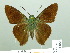  ( - HESP-EB 01884)  @14 [ ] Copyright (2010) Ernst Brockmann Research Collection of Ernst Brockmann