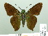  ( - HESP-EB 01885)  @14 [ ] Copyright (2010) Ernst Brockmann Research Collection of Ernst Brockmann