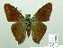  ( - HESP-EB 01886)  @14 [ ] Copyright (2010) Ernst Brockmann Research Collection of Ernst Brockmann
