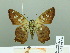  ( - HESP-EB 01892)  @12 [ ] Copyright (2010) Ernst Brockmann Research Collection of Ernst Brockmann