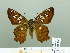  ( - HESP-EB 01892)  @13 [ ] Copyright (2010) Ernst Brockmann Research Collection of Ernst Brockmann