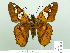  (Myscelus draudti - HESP-EB 01894)  @14 [ ] Copyright (2010) Ernst Brockmann Research Collection of Ernst Brockmann