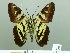  ( - HESP-EB 01895)  @12 [ ] Copyright (2010) Ernst Brockmann Research Collection of Ernst Brockmann