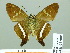  ( - HESP-EB 01909)  @14 [ ] Copyright (2010) Ernst Brockmann Research Collection of Ernst Brockmann