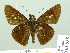  ( - HESP-EB 01958)  @14 [ ] Copyright (2010) Ernst Brockmann Research Collection of Ernst Brockmann
