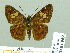  ( - HESP-EB 01969)  @14 [ ] Copyright (2010) Ernst Brockmann Research Collection of Ernst Brockmann