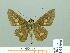  (Isma sp - HESP-EB 01990)  @13 [ ] Copyright (2010) Ernst Brockmann Research Collection of Ernst Brockmann