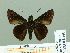  ( - HESP-EB 01991)  @12 [ ] Copyright (2010) Ernst Brockmann Research Collection of Ernst Brockmann