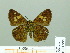  ( - HESP-EB 01995)  @13 [ ] Copyright (2010) Ernst Brockmann Research Collection of Ernst Brockmann