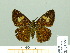  ( - HESP-EB 01995)  @14 [ ] Copyright (2010) Ernst Brockmann Research Collection of Ernst Brockmann