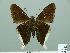  ( - HESP-EB 00 862)  @14 [ ] Copyright (2010) Unspecified Research Collection of Ernst Brockmann