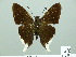  ( - HESP-EB 00 862)  @14 [ ] Copyright (2010) Unspecified Research Collection of Ernst Brockmann