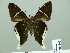  ( - HESP-EB 00 863)  @14 [ ] Copyright (2010) Unspecified Research Collection of Ernst Brockmann