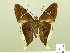  ( - HESP-EB 00 864)  @13 [ ] Copyright (2010) Unspecified Research Collection of Ernst Brockmann