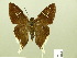  ( - HESP-EB 00 864)  @14 [ ] Copyright (2010) Unspecified Research Collection of Ernst Brockmann