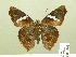  ( - HESP-EB 00 865)  @13 [ ] Copyright (2010) Unspecified Research Collection of Ernst Brockmann