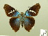  ( - HESP-EB 00 865)  @14 [ ] Copyright (2010) Unspecified Research Collection of Ernst Brockmann