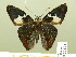  ( - HESP-EB 00 871)  @13 [ ] Copyright (2010) Unspecified Research Collection of Ernst Brockmann
