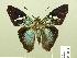  ( - HESP-EB 00 871)  @14 [ ] Copyright (2010) Unspecified Research Collection of Ernst Brockmann