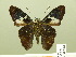  ( - HESP-EB 00 874)  @14 [ ] Copyright (2010) Unspecified Research Collection of Ernst Brockmann