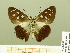  (Hyalothyrus nitocris - HESP-EB 00 892)  @11 [ ] Copyright (2010) Unspecified Research Collection of Ernst Brockmann