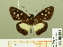  (Hyalothyrus mimicus - HESP-EB 00 893)  @14 [ ] Copyright (2010) Unspecified Research Collection of Ernst Brockmann