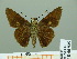  ( - HESP-EB 00 925)  @13 [ ] Copyright (2010) Unspecified Research Collection of Ernst Brockmann
