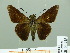  ( - HESP-EB 00 925)  @14 [ ] Copyright (2010) Unspecified Research Collection of Ernst Brockmann