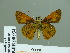  ( - HESP-EB 00 934)  @14 [ ] Copyright (2010) Unspecified Research Collection of Ernst Brockmann