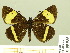  ( - HESP-EB 00 955)  @13 [ ] Copyright (2010) Unspecified Research Collection of Ernst Brockmann