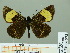  ( - HESP-EB 00 973)  @14 [ ] Copyright (2010) Unspecified Research Collection of Ernst Brockmann