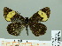  (Barcinae - HESP-EB 00 976)  @14 [ ] Copyright (2010) Unspecified Research Collection of Ernst Brockmann