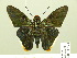  (Phocides palemon - HESP-EB 00 994)  @15 [ ] Copyright (2010) Unspecified Research Collection of Ernst Brockmann