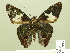  ( - HESP-EB 00 995)  @13 [ ] Copyright (2010) Unspecified Research Collection of Ernst Brockmann