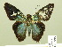  ( - HESP-EB 00 995)  @13 [ ] Copyright (2010) Unspecified Research Collection of Ernst Brockmann