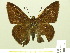  ( - HESP-EB 00 996)  @13 [ ] Copyright (2010) Unspecified Research Collection of Ernst Brockmann