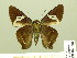  ( - HESP-EB 00 998)  @13 [ ] Copyright (2010) Unspecified Research Collection of Ernst Brockmann
