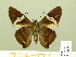  ( - HESP-EB 00 999)  @13 [ ] Copyright (2010) Unspecified Research Collection of Ernst Brockmann