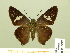  ( - HESP-EB 00 999)  @13 [ ] Copyright (2010) Unspecified Research Collection of Ernst Brockmann
