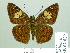 ( - HESP-EB 02037)  @14 [ ] Copyright (2010) Ernst Brockmann Research Collection of Ernst Brockmann