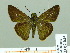  ( - HESP-EB 02045)  @14 [ ] Copyright (2010) Ernst Brockmann Research Collection of Ernst Brockmann